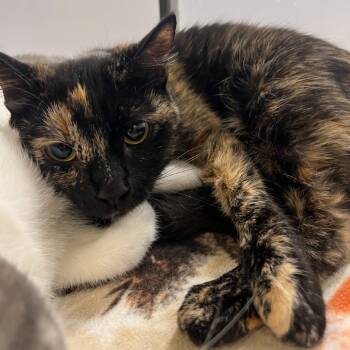 Rescue Domestic Short Hair Cats for Adoption in Hemet, California - Norma | PetCurious