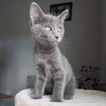 Dick Grayson -  Domestic Short Hair Cat for Adoption in Seymour, Tennessee - Dick Grayson | PetCurious