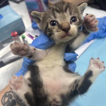 Gouda -  Domestic Short Hair Cat for Adoption in Summerville, South Carolina - Gouda | PetCurious