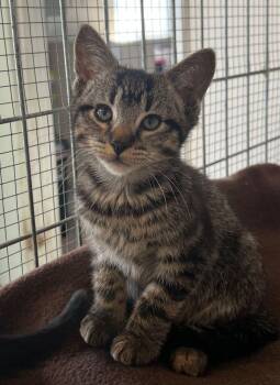 Domestic Short Hair Cats Available for Adoption - Axel | PetCurious