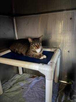 Rescue Domestic Short Hair Cats for Adoption in Port Jervis, New York - Mami | PetCurious