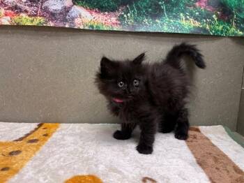 Domestic Medium Hair and Domestic Short Hair Cats Available for Adoption in Moreno Valley, California - A550502 | PetCurious