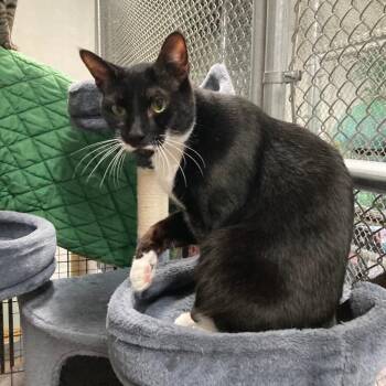 Domestic Short Hair Cats Available for Adoption in Youngtown, Arizona - Bunny Aka Peaches | PetCurious