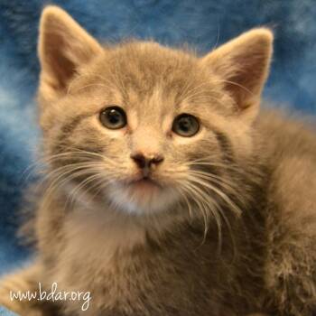 Stern -  Domestic Short Hair Cat Available for Adoption in Cheyenne, Wyoming - Stern | PetCurious