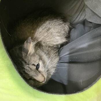 Helen Kay -  Domestic Short Hair Cat for Adoption in Midland, Texas - Helen Kay | PetCurious