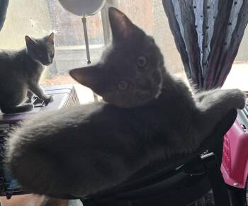 Slate -  Domestic Short Hair Cat for Adoption in Phoenix, Arizona - Slate | PetCurious