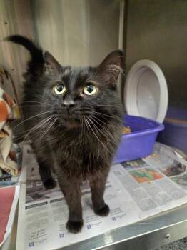 Enzo -  Domestic Long Hair Cat for Adoption in Fruit Heights, Utah - Enzo | PetCurious