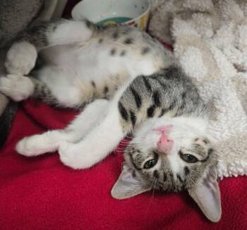 Sweet Girl -  Domestic Short Hair Cat for Adoption in Seal Beach, California - Sweet Girl | PetCurious
