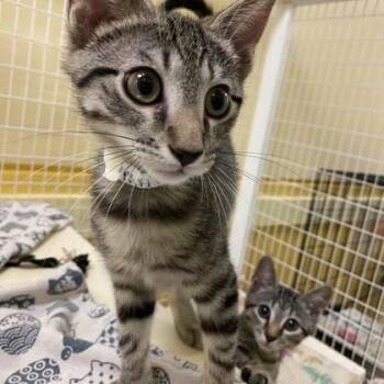Maui -  Domestic Short Hair Cat for Adoption in Richmond, Virginia - Maui | PetCurious