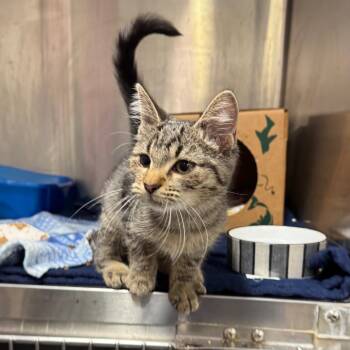 Fishing Pole -  Domestic Short Hair Cat for Adoption in Fairport, New York - Fishing Pole | PetCurious