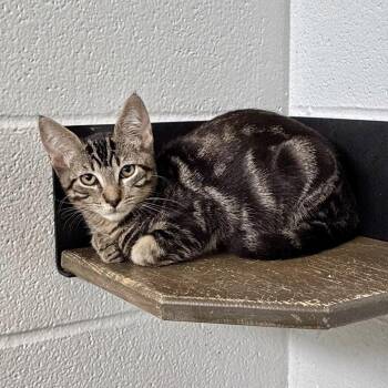 Juicy Track Suit -  Domestic Short Hair Cat for Adoption in Carencro, Louisiana - Juicy Track Suit | PetCurious