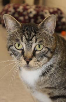 Domestic Short Hair Cats Available for Adoption in Harrison, New York - Kris | PetCurious