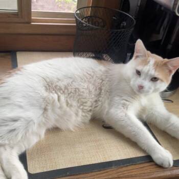 Domestic Short Hair Cats Available for Adoption in Rochester, Minnesota - Baby - LOST In Rochester MN | PetCurious