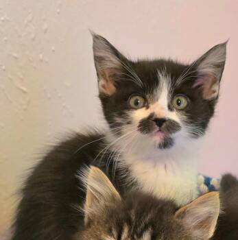 Birdie -  Domestic Short Hair Cat for Adoption in Vancouver, Washington - Birdie | PetCurious