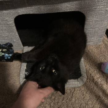 Flower -  Domestic Short Hair Cat Available for Adoption in Honeoye, New York - Flower | PetCurious