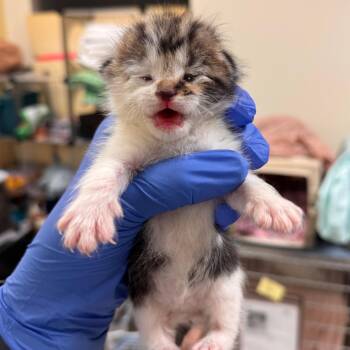 Domestic Short Hair Cats Available for Adoption in Lynchburg, Virginia - Squirt | PetCurious