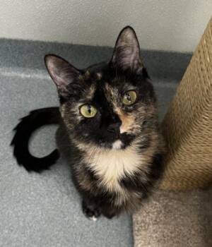 Domestic Short Hair Cats Available for Adoption in Cumberland, Maine - Eloise | PetCurious