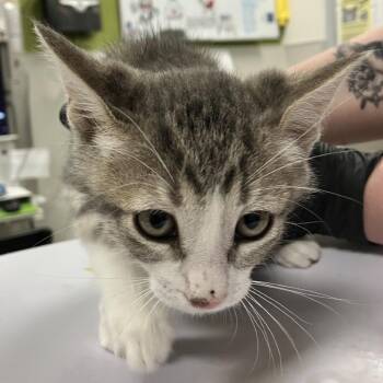 Ben de la Creme -  Domestic Short Hair Cat for Adoption in Las Cruces, New Mexico - Ben De La Creme | PetCurious