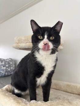 Coleman -  Domestic Short Hair Cat for Adoption in Sandy, Utah - Coleman | PetCurious