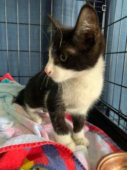 Fritter -  Domestic Short Hair Cat for Adoption in Auburn, Indiana - Fritter | PetCurious
