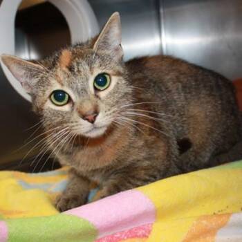Cricket -  Domestic Short Hair Cat Available for Adoption in Richmond, Virginia - Cricket | PetCurious