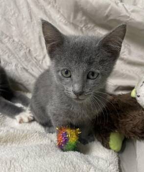 Sparkle -  Domestic Short Hair Cat for Adoption in Stover, Missouri - Sparkle | PetCurious