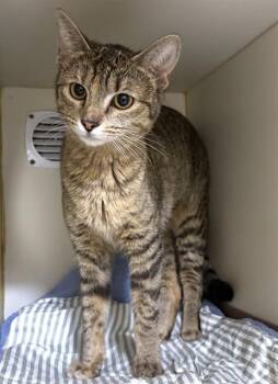 Domestic Short Hair Cats Available for Adoption - GINGER | PetCurious