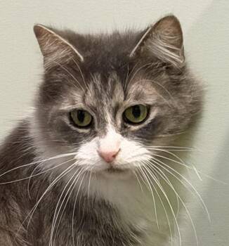 Brooklyn -  Domestic Medium Hair Cat for Adoption in Sault Ste. Marie, Michigan - Brooklyn | PetCurious