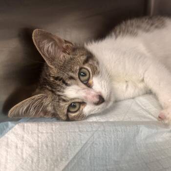 McGruff -  Domestic Short Hair Cat for Adoption in Newark, New Jersey - McGruff | PetCurious