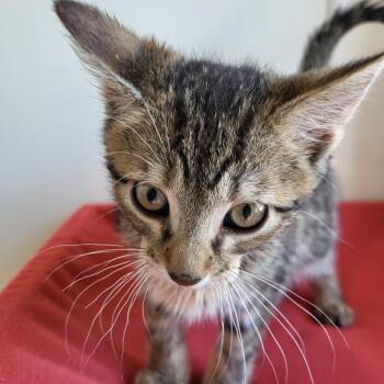 Singing -  Domestic Short Hair Cat for Adoption in Kanab, Utah - Singing | PetCurious