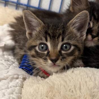 Bush -  Domestic Short Hair Cat for Adoption in Blairsville, Georgia - Bush | PetCurious