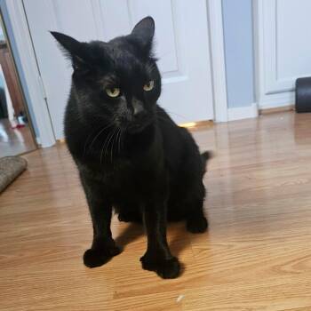 Ted -  Domestic Short Hair Cat for Adoption in Las Vegas, Nevada - Ted | PetCurious