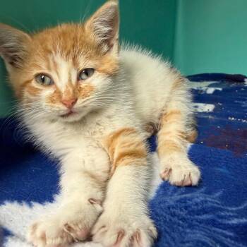 SHIA-Stray-3155 (Pepperoni) -  Domestic Short Hair Cat for Adoption in Owosso, Michigan - SHIA-Stray-3155 (Pepperoni) | PetCurious