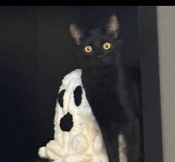 Charley -  Domestic Short Hair Cat for Adoption in Walled Lake, Michigan - Charley | PetCurious