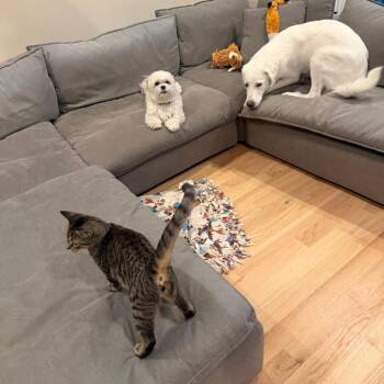 Moose -  Domestic Short Hair Cat for Adoption in La Grange, Kentucky - Moose | PetCurious