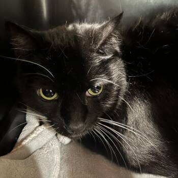 Vegeta -  Domestic Short Hair and Mixed Breed Cat Available for Adoption in Oak Park, Illinois - Vegeta | PetCurious