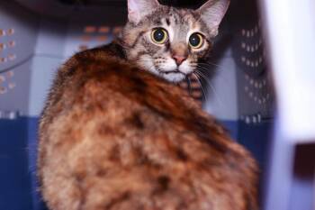 Domestic Short Hair Cats Available for Adoption in Cleveland, Ohio - Showgirl | PetCurious