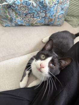 Domestic Short Hair Cats Available for Adoption - Reo | PetCurious