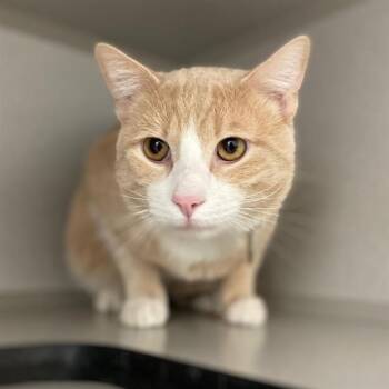 Domestic Short Hair Cats Available for Adoption in Aurora, Colorado - ECLAIR | PetCurious