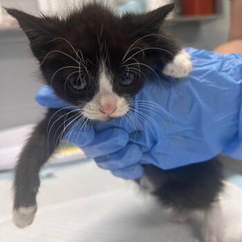 Roman -  Domestic Short Hair Cat for Adoption in Summerville, South Carolina - Roman | PetCurious