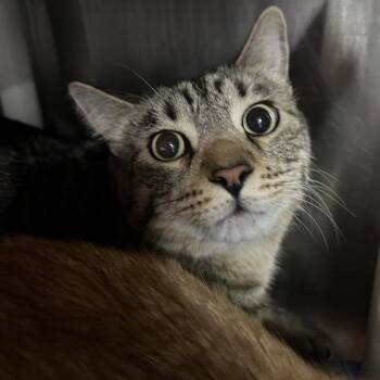 Domestic Short Hair Cats Available for Adoption - Indigo | PetCurious