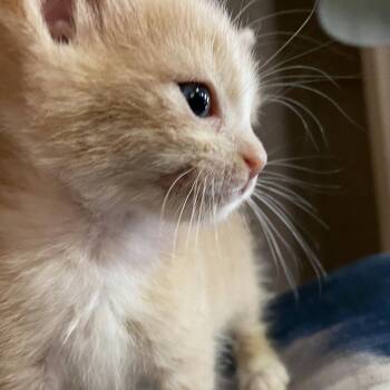 Domestic Short Hair Cats Available for Adoption - Hooligan 28 | PetCurious