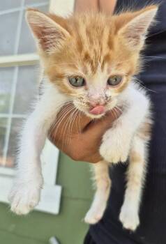 Domestic Short Hair Cats Available for Adoption in San Antonio, Texas - KUMA | PetCurious