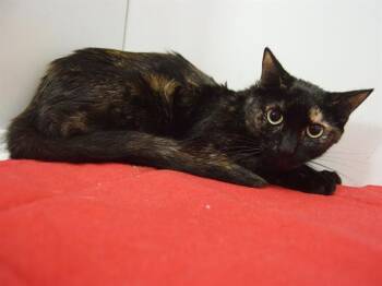 Rescue Domestic Short Hair Cats for Adoption in Sacramento, California - TORTELLINI | PetCurious