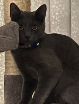 Maisie -  Domestic Short Hair Cat for Adoption in South Pasadena, California - Maisie | PetCurious