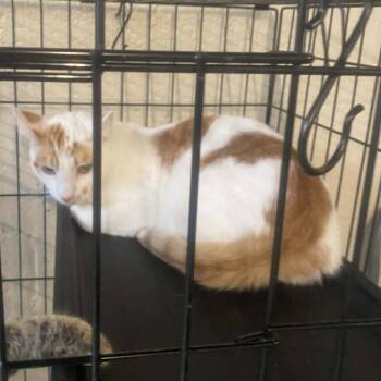 Rescue Domestic Short Hair Cats for Adoption in Huntington, West Virginia - Butter | PetCurious