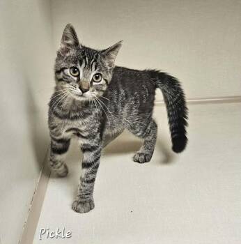 Pickle -  Domestic Short Hair Cat for Adoption in Wapakoneta, Ohio - Pickle | PetCurious