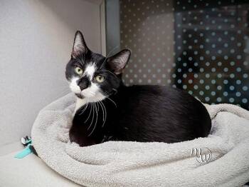 TOMMY TELEMARKETER -  Domestic Short Hair Cat for Adoption in Omaha, Nebraska - TOMMY TELEMARKETER | PetCurious