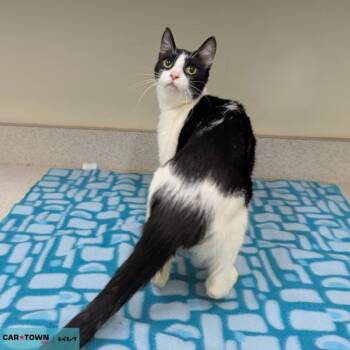 Domestic Short Hair Cats Available for Adoption - Jacinta | PetCurious