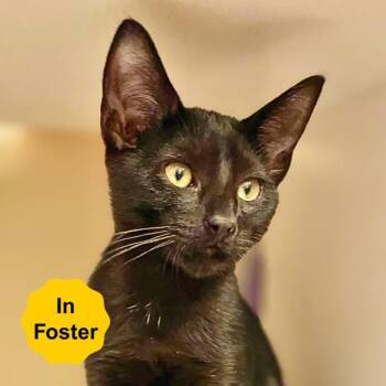 Rescue Domestic Short Hair Cats for Adoption in Vallejo, California - Levi | PetCurious